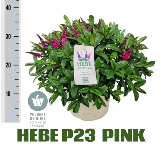 Hebe Kirikau 40cm 23cm Pot