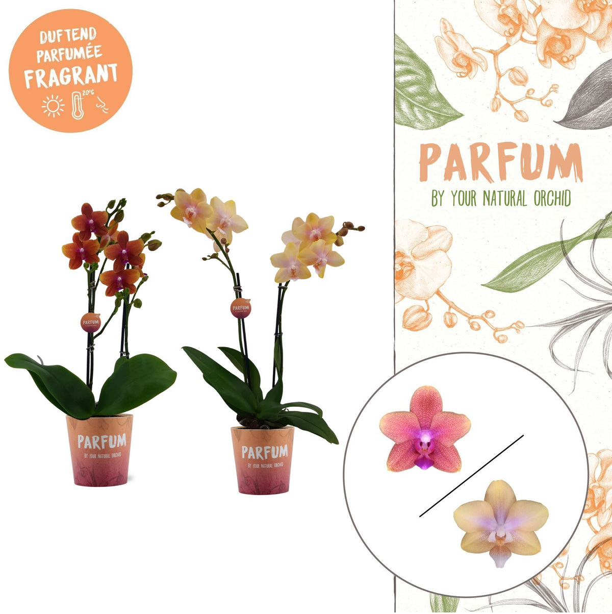 Phalaenopsis mix 45cm 12cm Pot
