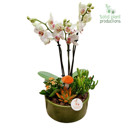 PE004 Stella Green Orange Echeveria 45cm 22cm Pot