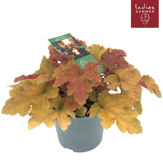 Heuchera Indian Summer orange 25cm 12cm Pot