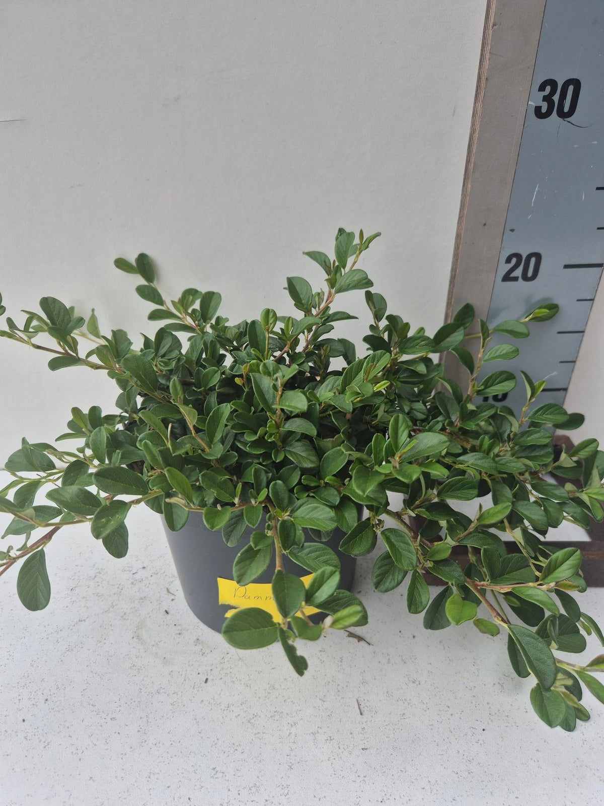 Cotoneaster dammeri 25cm 17cm Pot