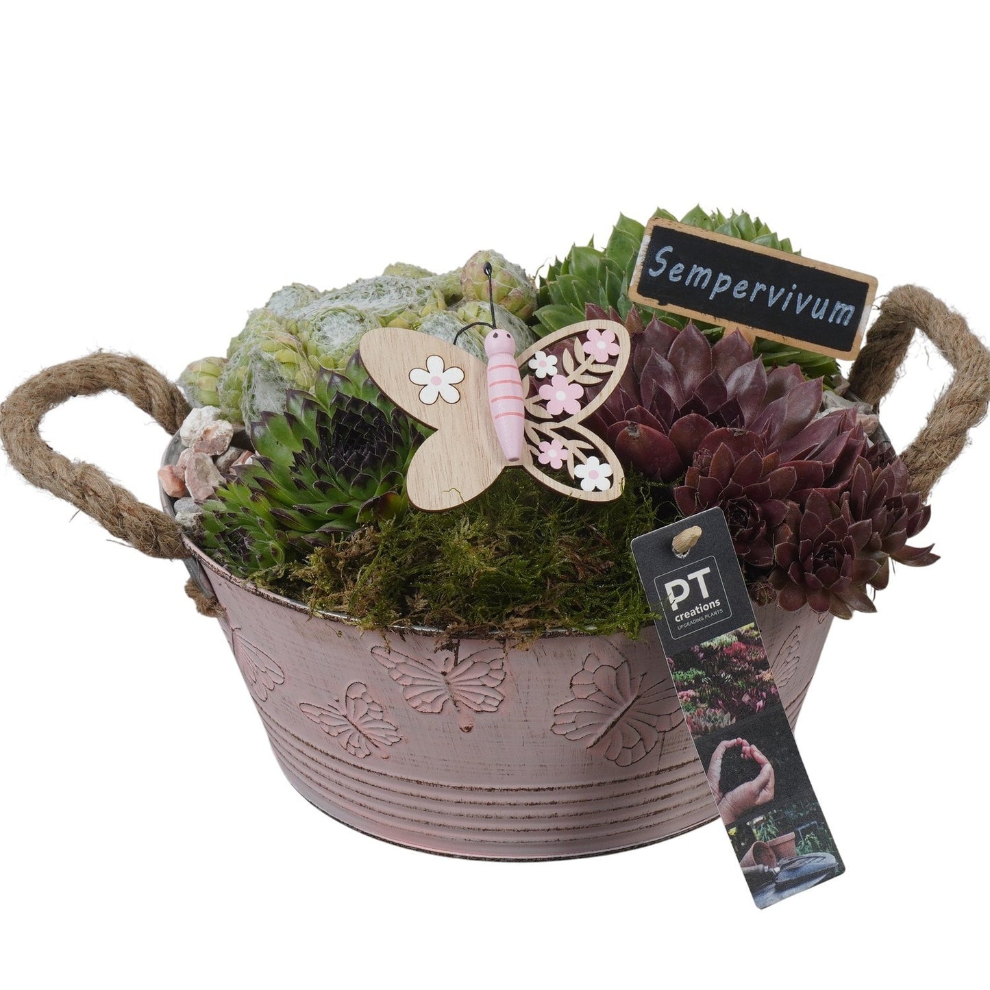 arr. Sempervivum 17cm 23cm Pot