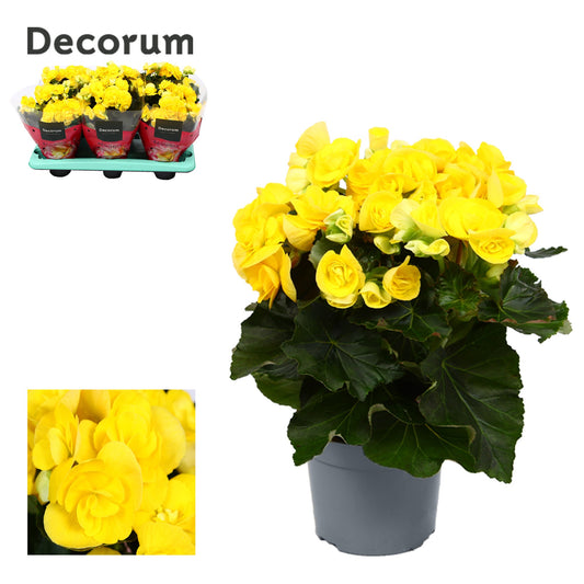 Begonia elatior Rebecca 32cm 13cm Pot
