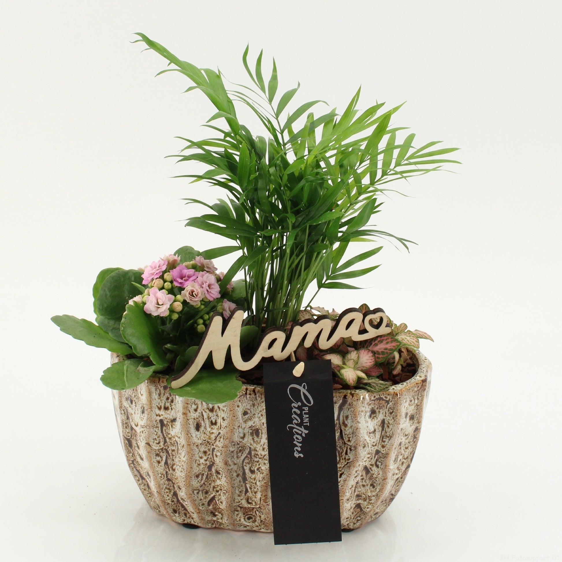 Indoor flowering arrangement 35cm 20cm Pot