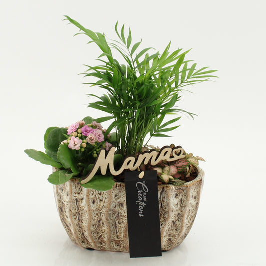 Indoor flowering arrangement 35cm 20cm Pot
