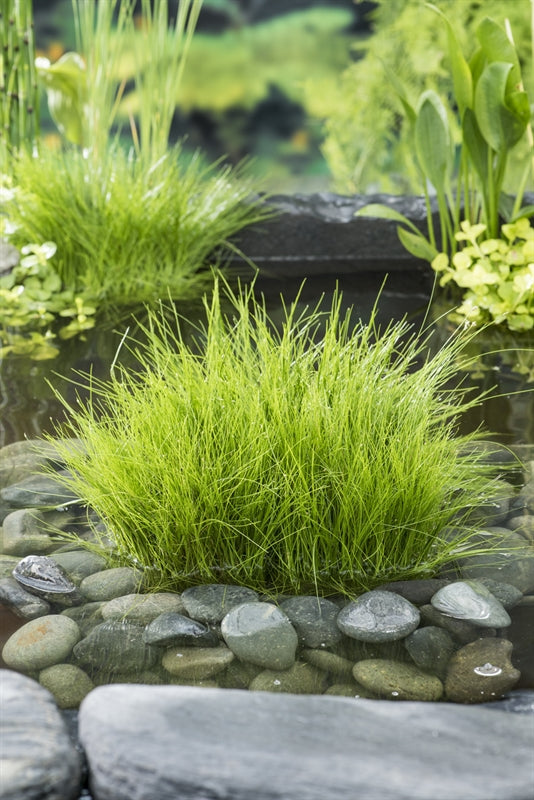 Eleocharis acicularis 20cm 11cm Pot