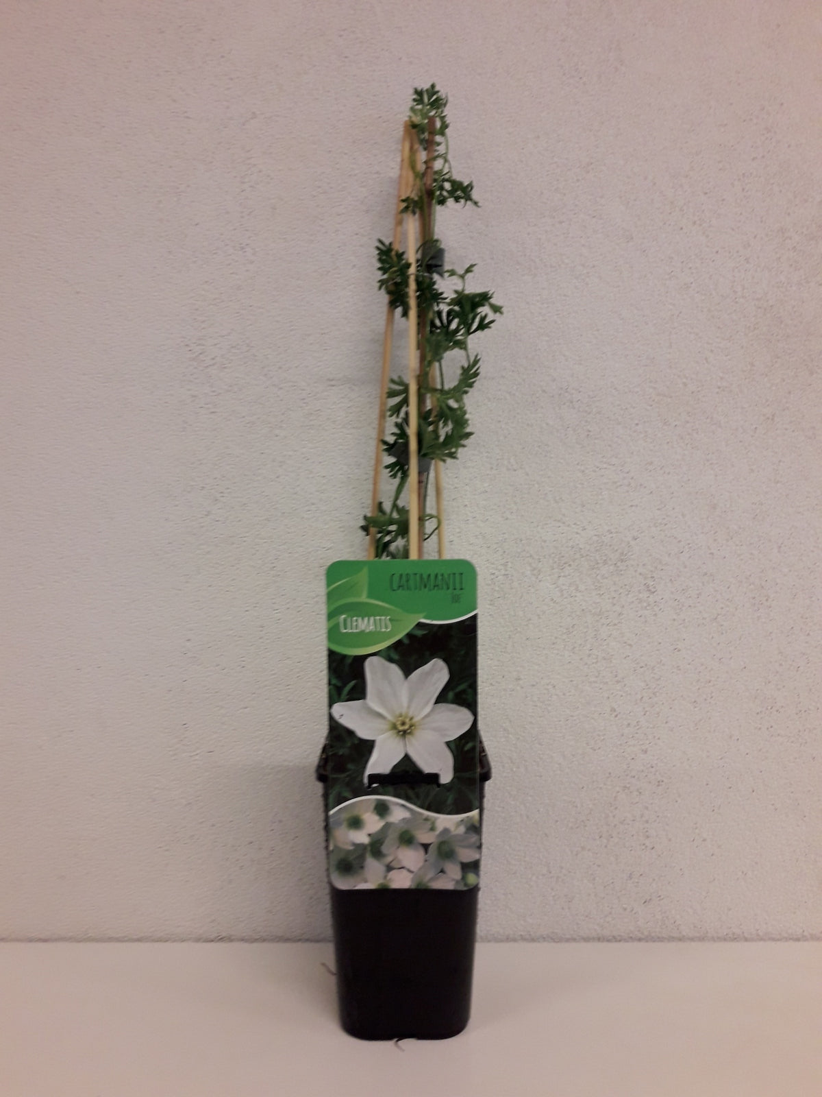 Clematis forsteri Joe 60cm 14cm Pot
