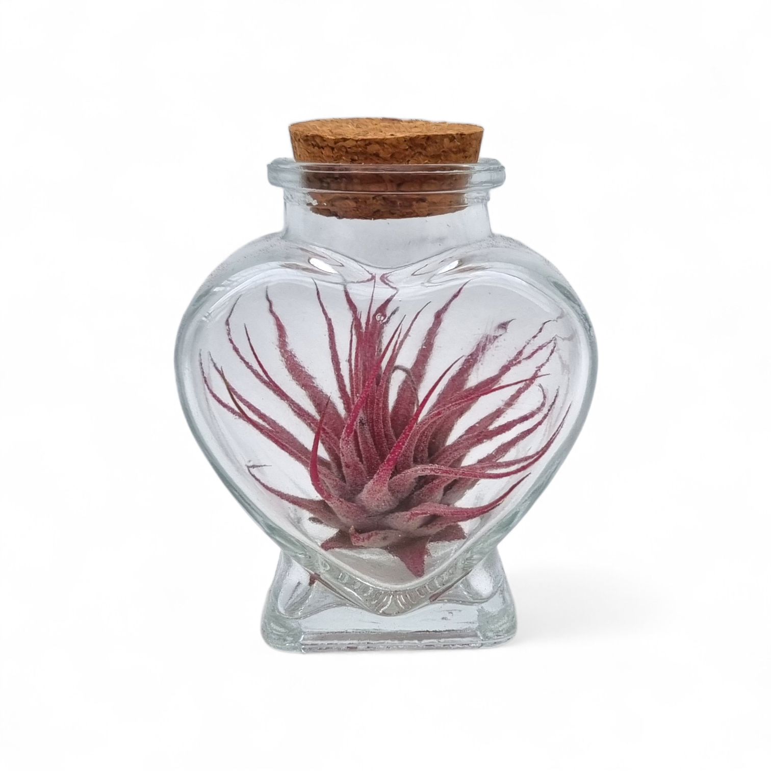 Tillandsia cyanea 10cm 4cm Pot
