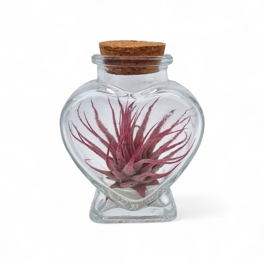Tillandsia cyanea 10cm 4cm Pot