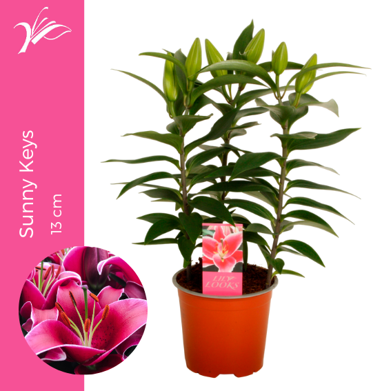 Lilium Sunny Keys 40cm 13cm Pot