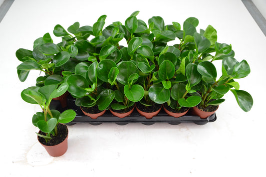 Peperomia clus. Red Margin 12cm Special Pot (508)