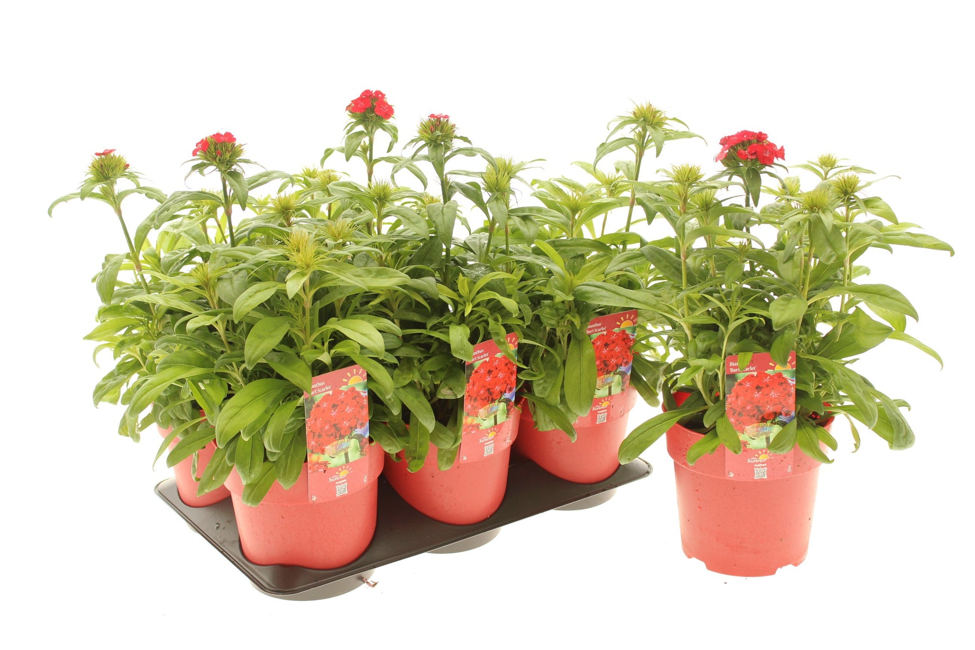 Dianthus bar. Dart Scarlet 15cm 15cm Pot