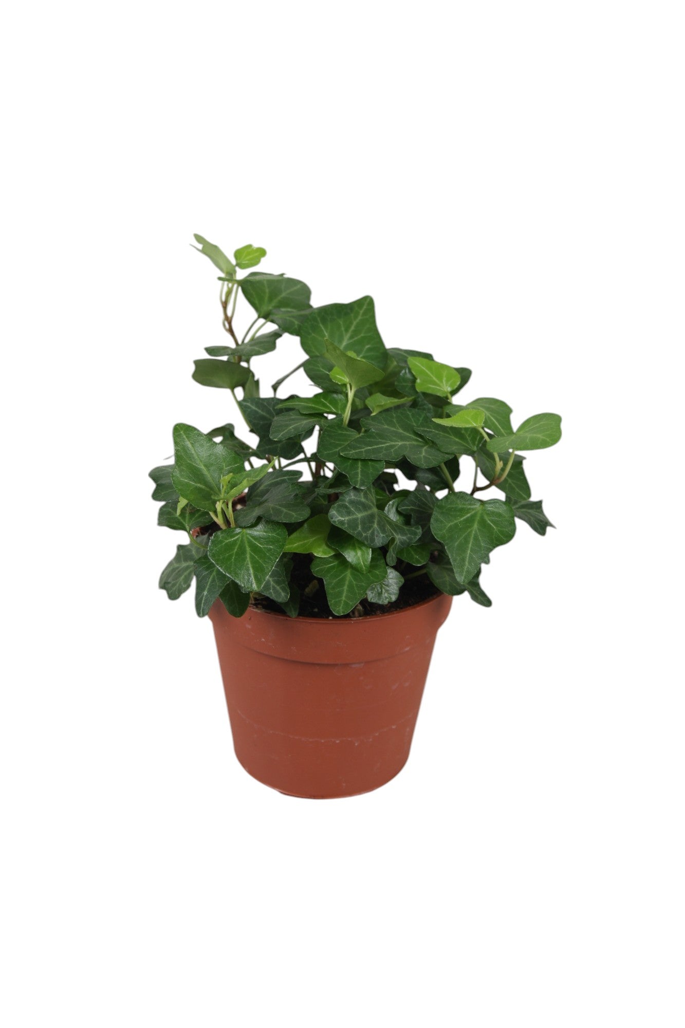 Vireo-Hedera plant BV Hedera helix Wonder Pack of 18
