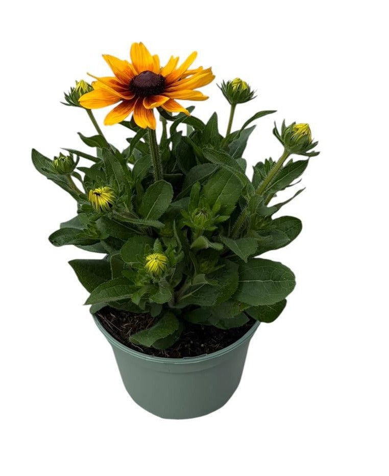 Rudbeckia Sunbeckia Maya 58cm 23cm Pot