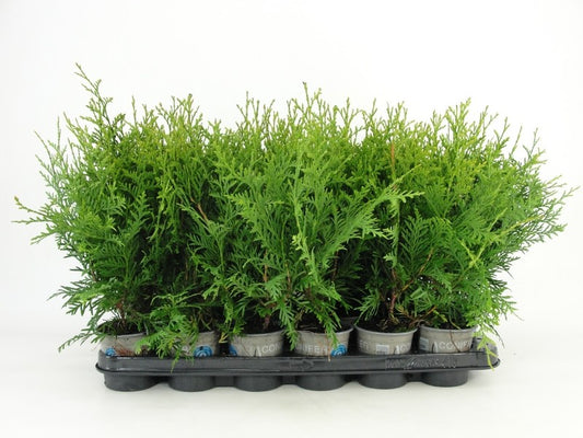 Thuja occidentalis Brabant 34cm 9cm Pot