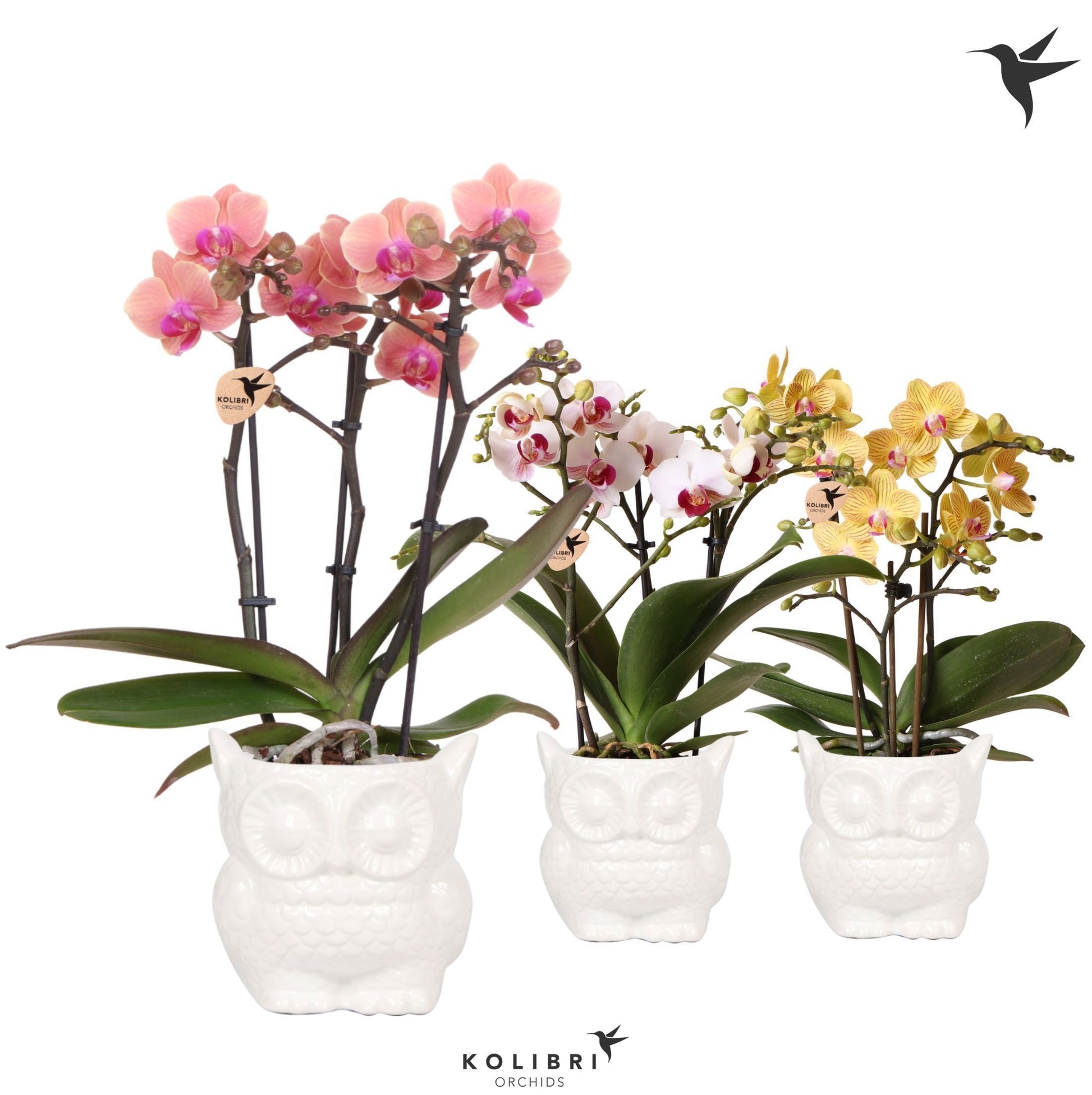 OK Plant Kolibri Orchids Phalaenopsis mix 3 spike in Owl pot white Pack of 6