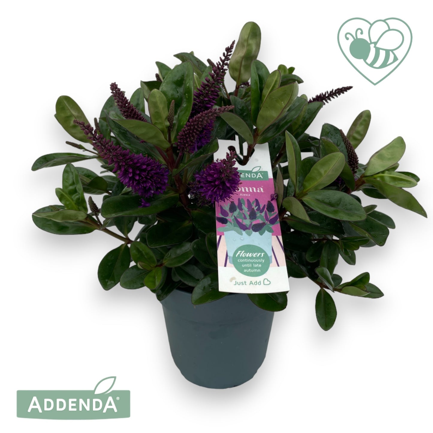 Hebe Celebration 35cm 15cm Pot