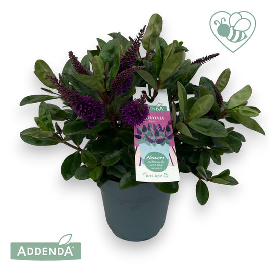 Hebe Celebration 35cm 15cm Pot