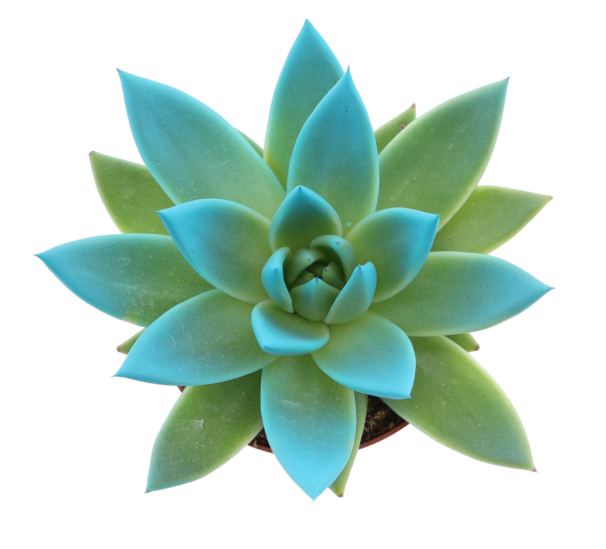 Miranda tips sky blue 10cm 8.5cm Pot