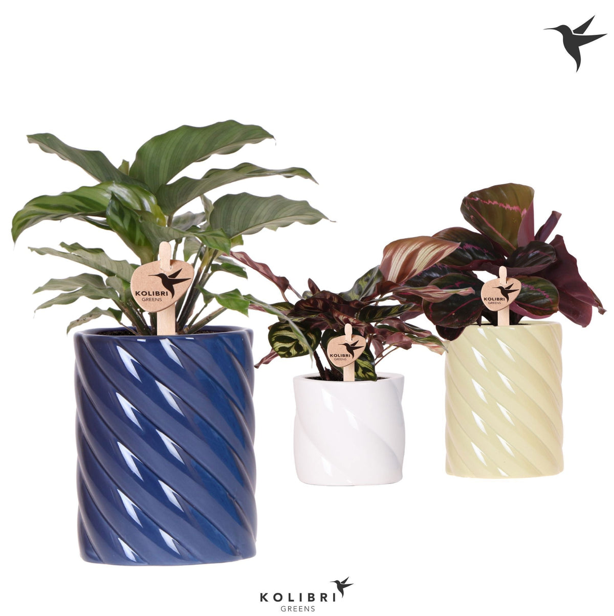 Calathea mix 28cm 9cm Pot