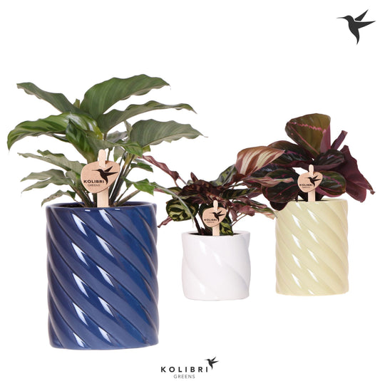 Calathea mix 28cm 9cm Pot