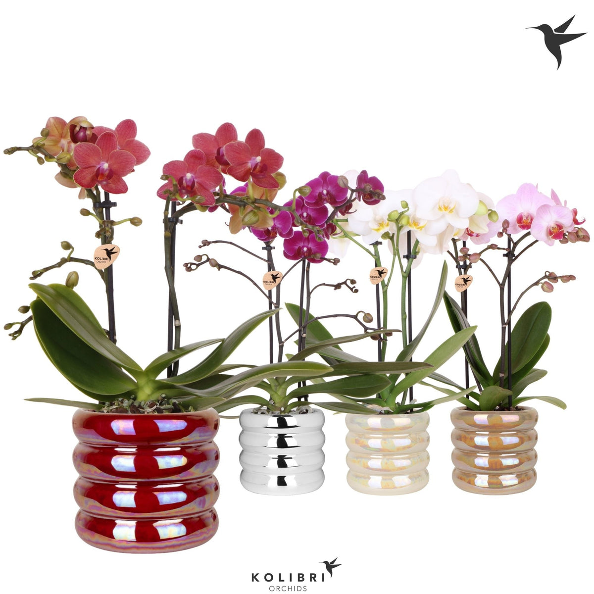 Phalaenopsis mix 40cm 9cm Pot