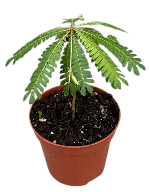 Biophytum sensitivum 15cm 8cm Pot