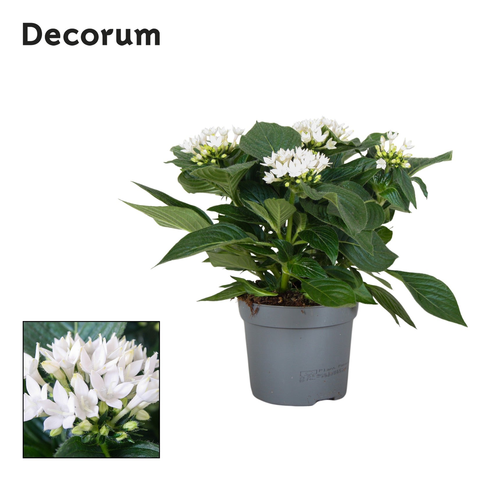 Pentas Starcluster White 25cm 13cm Pot