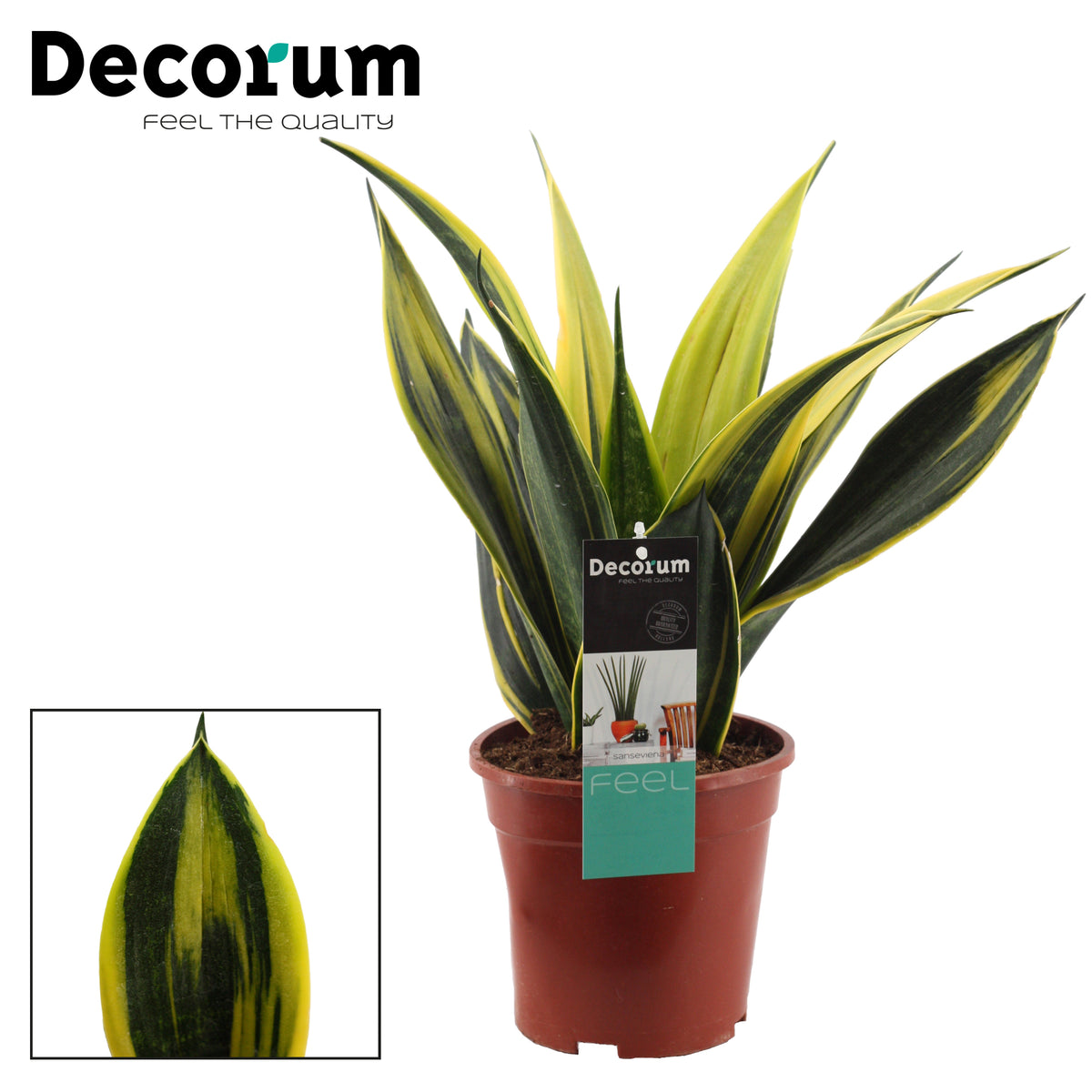 Sansevieria Golden Flame 50cm 17cm Pot