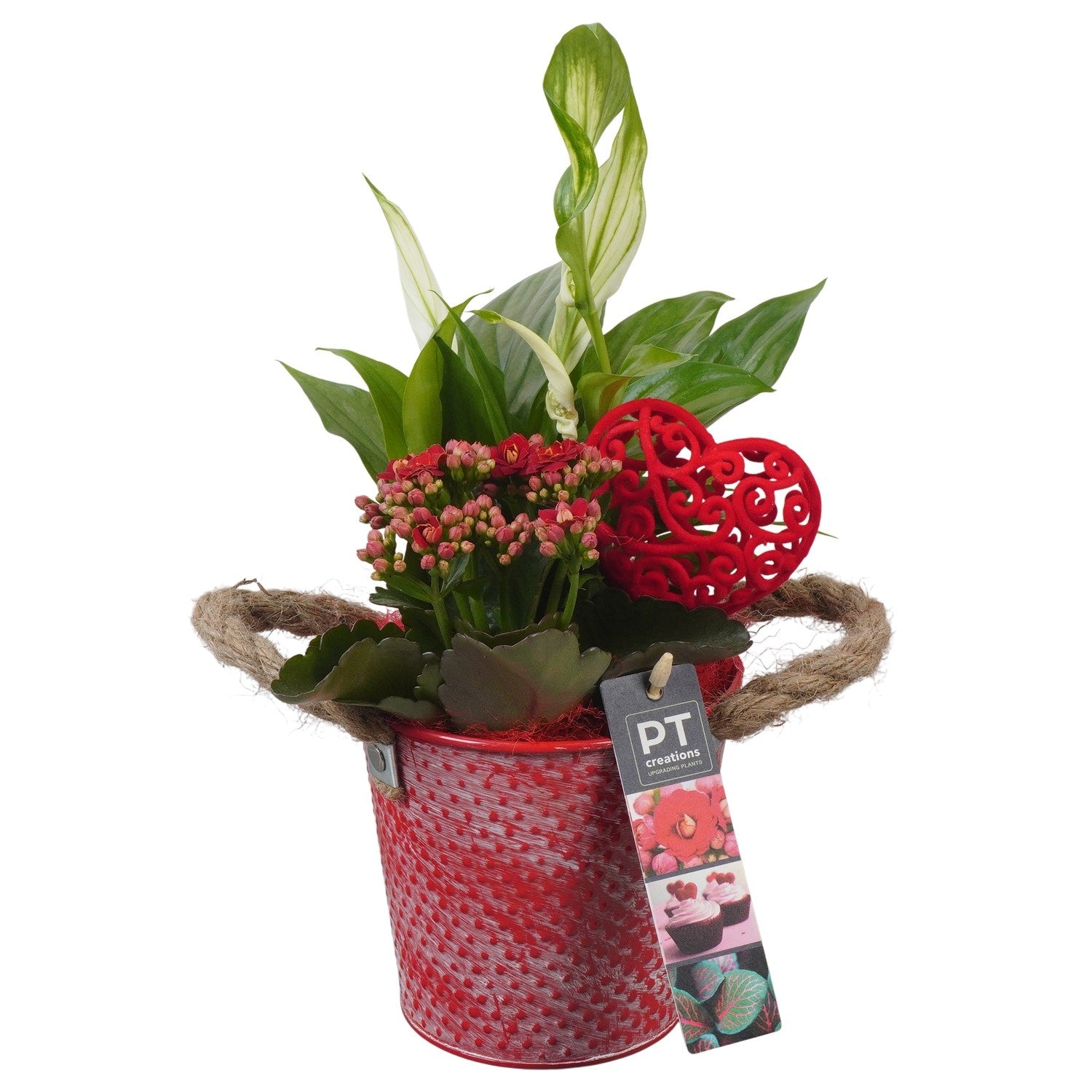 Indoor arrangement 32cm 12cm Pot