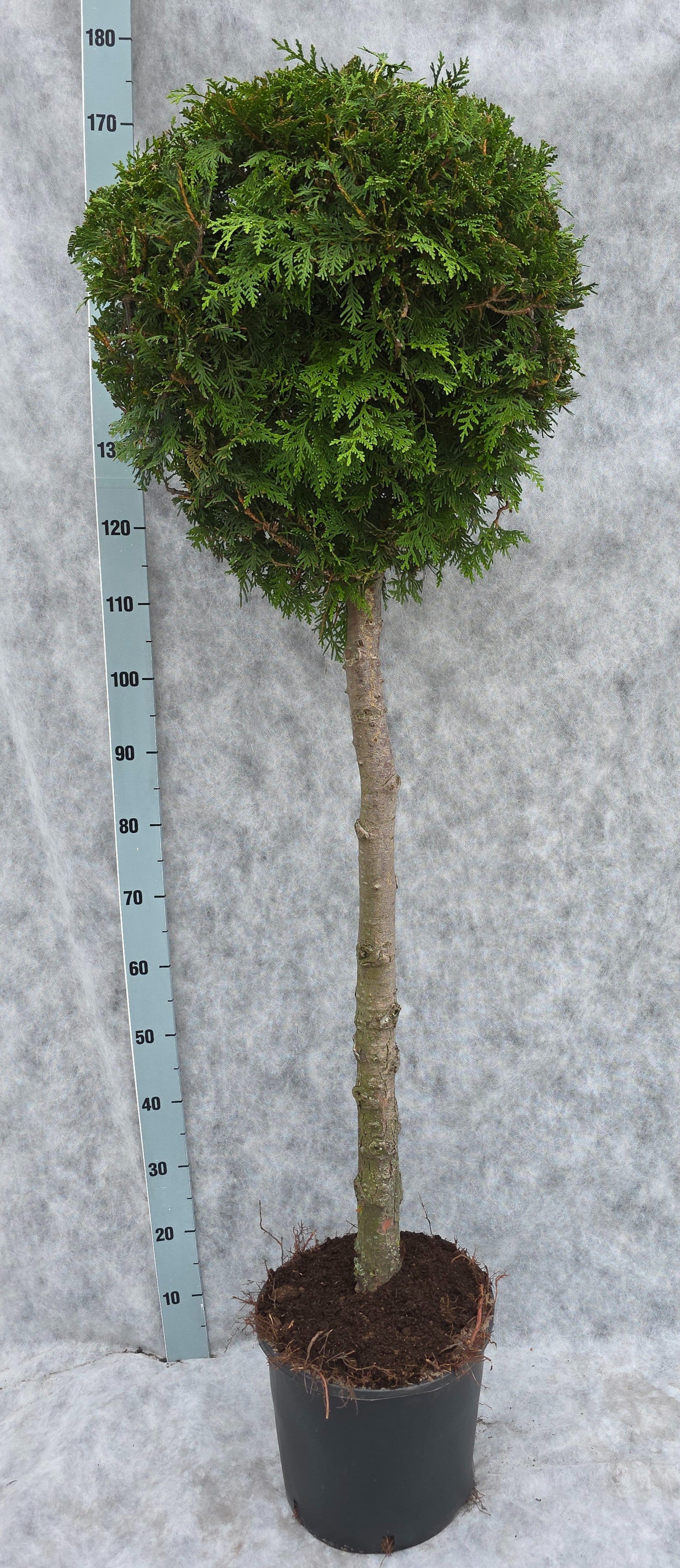 Thuja occidentalis Brabant 170cm 31cm Pot