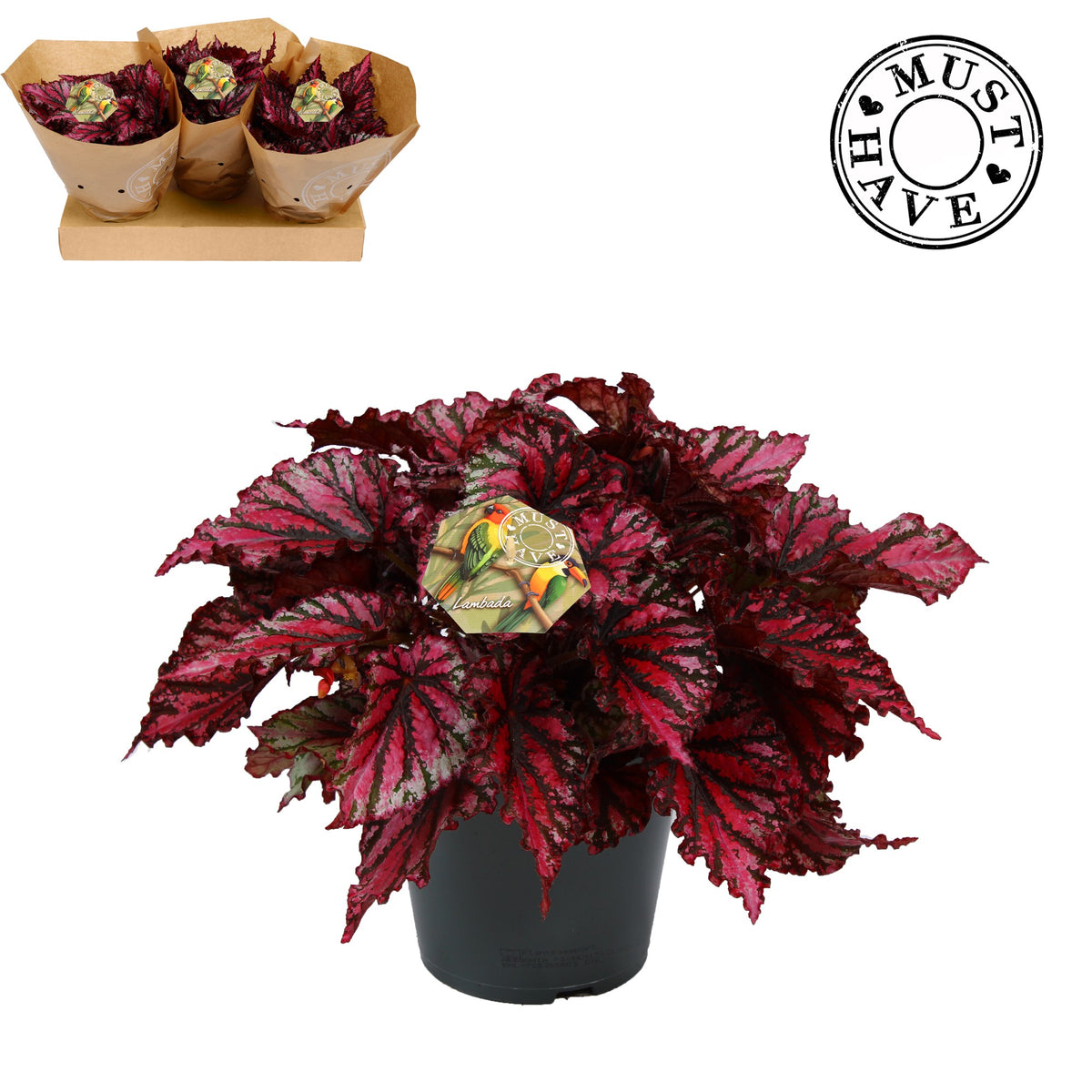 Begonia Magic Colours Lambada 35cm 17cm Pot