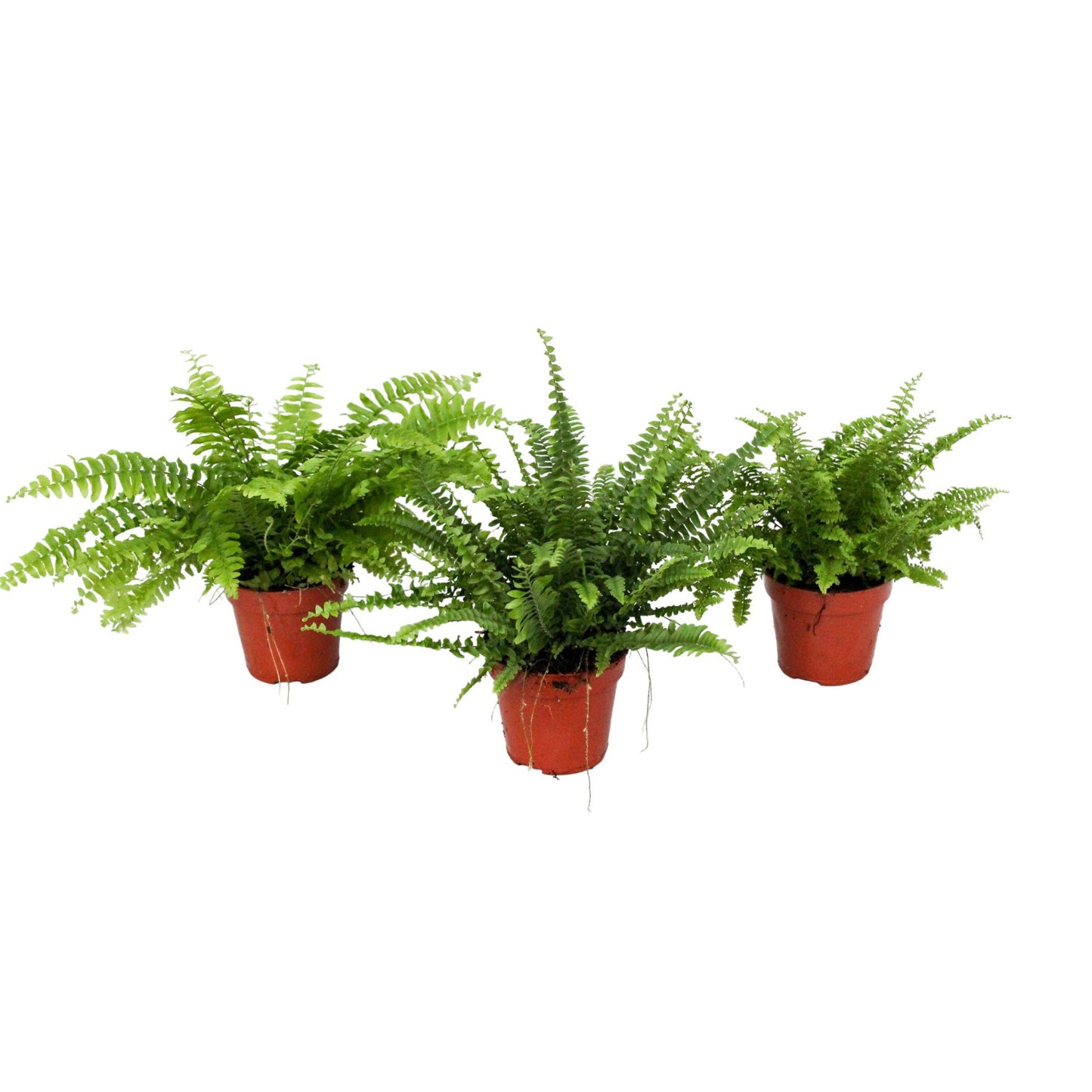 Nephrolepis mix 30cm 12cm Pot