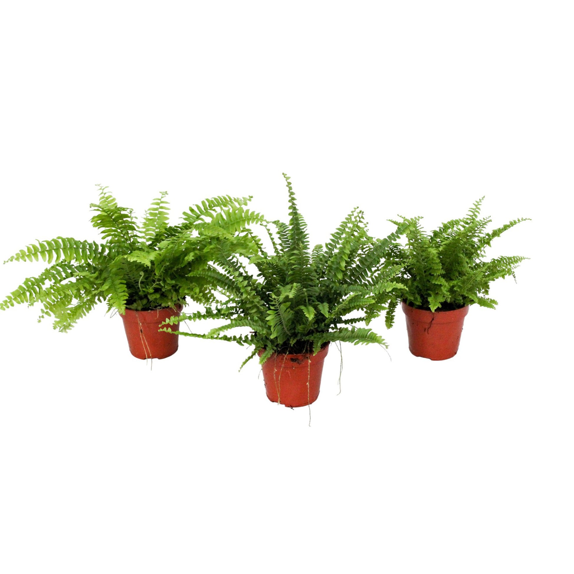 Nephrolepis mix 30cm 12cm Pot