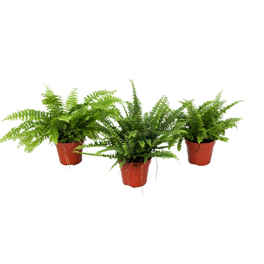 Nephrolepis mix 30cm 12cm Pot