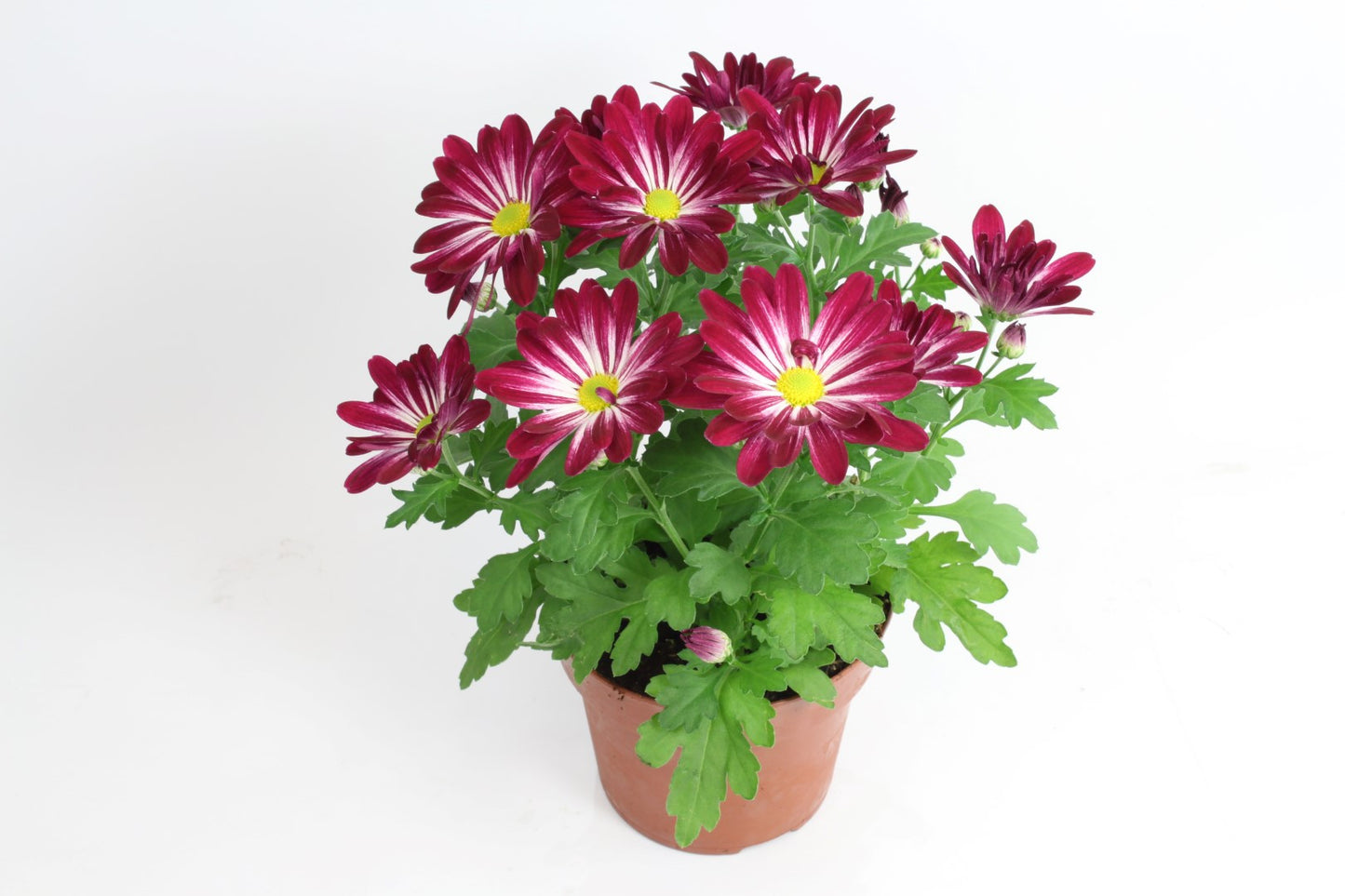 Chrysanthemum Sensina 27cm 14cm Pot