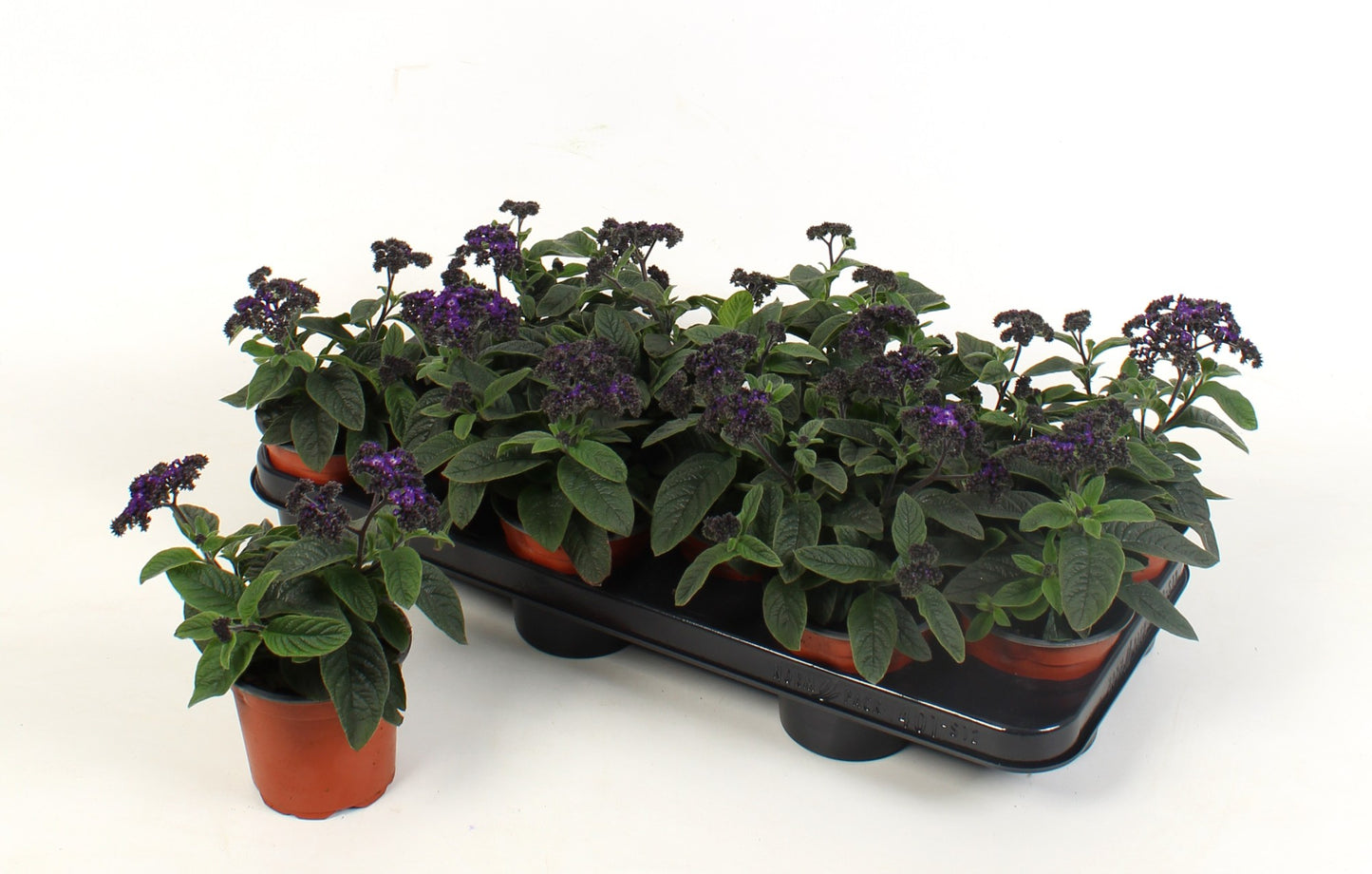 Heliotropium Marino Blue 18cm 510cm Pot