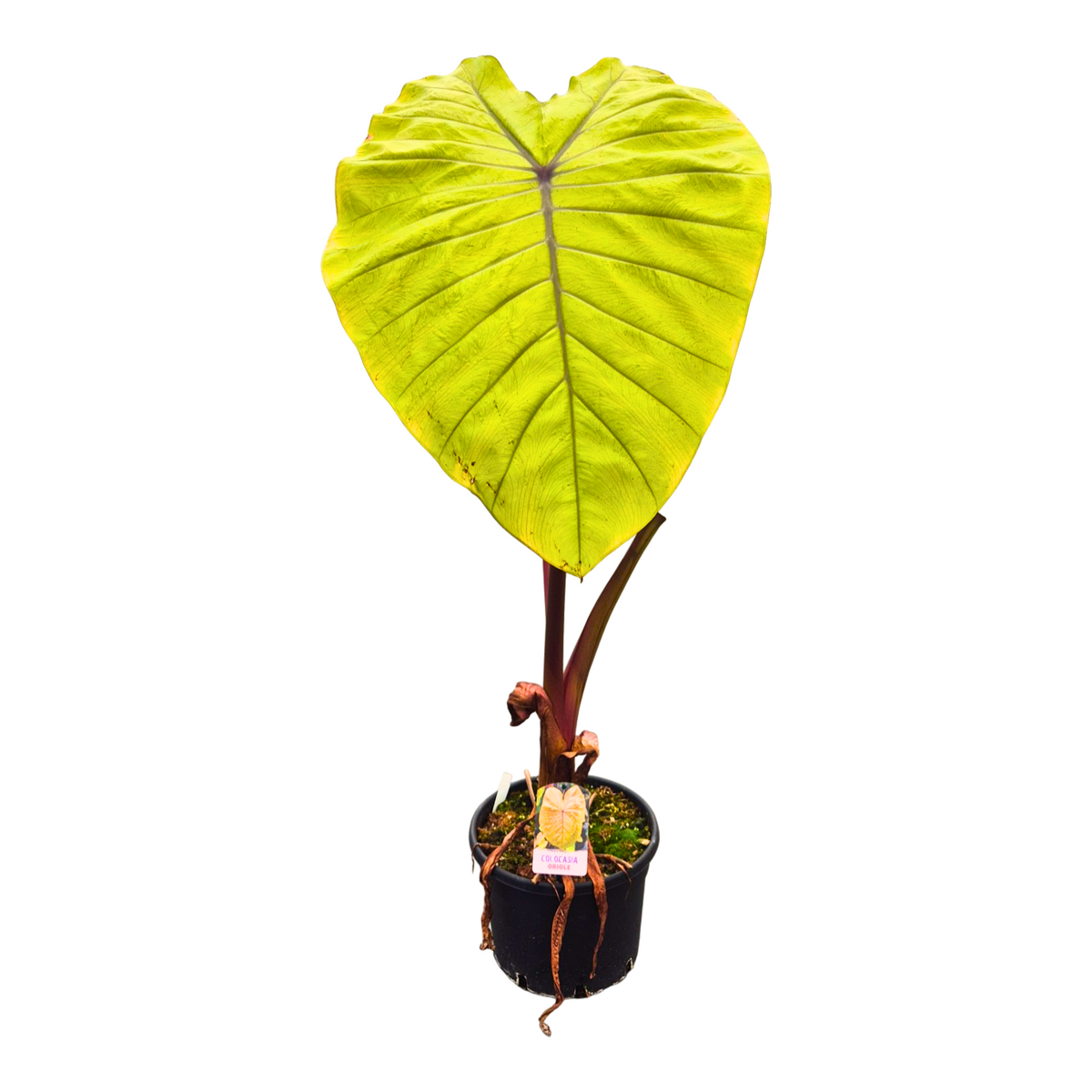 Colocasia Pharaohs Mask 130cm 30cm Pot