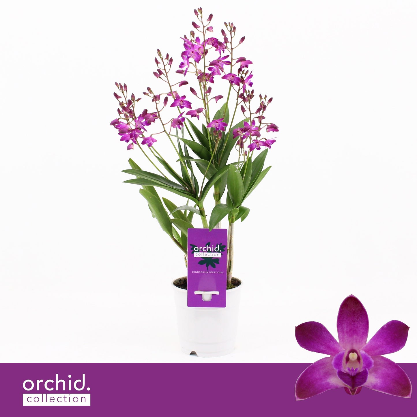 Dendrobium Berry Oda 40cm 12cm Pot