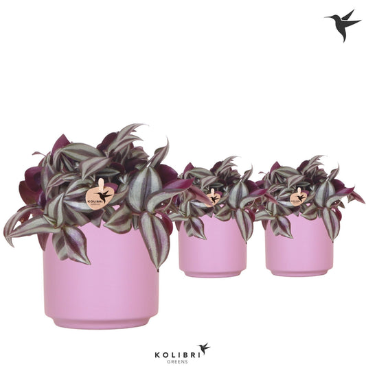 Tradescantia Violet Hill (+ drp.ceramic) 20cm 9cm Pot