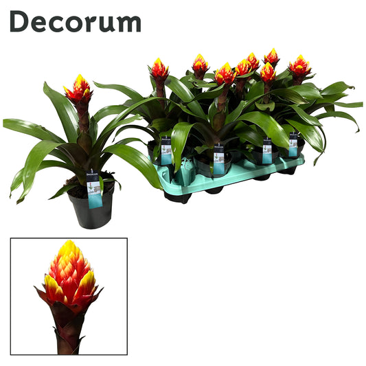 JungleStar BV Guzmania Crown Pack of 9
