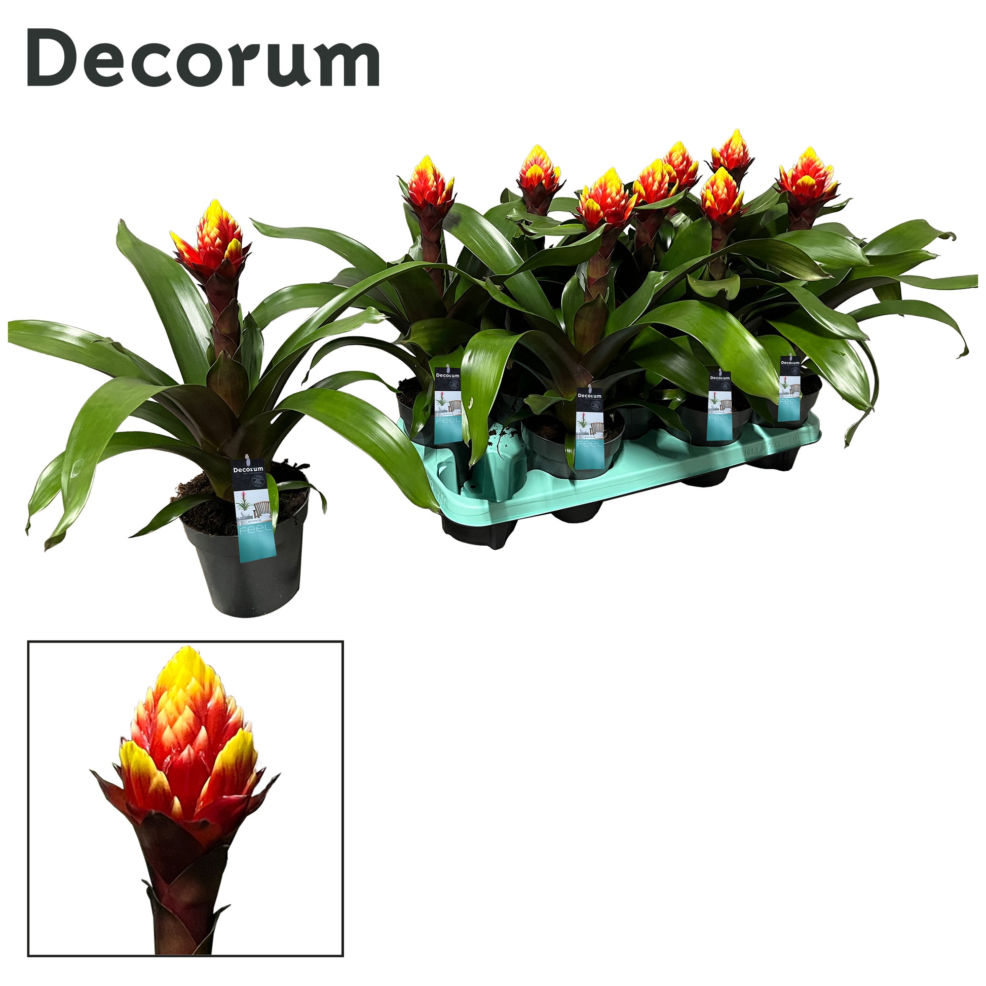 Guzmania Crown 45cm 13cm Pot