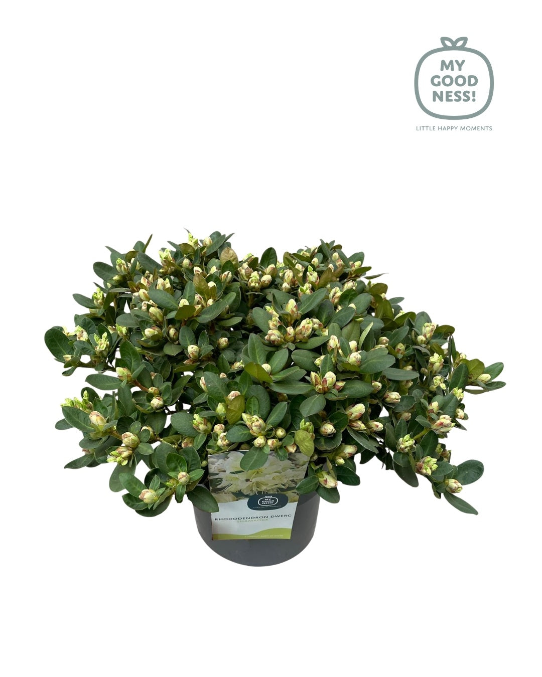 Leybaert BVBA Rhododendron Shamrock Pack of 1