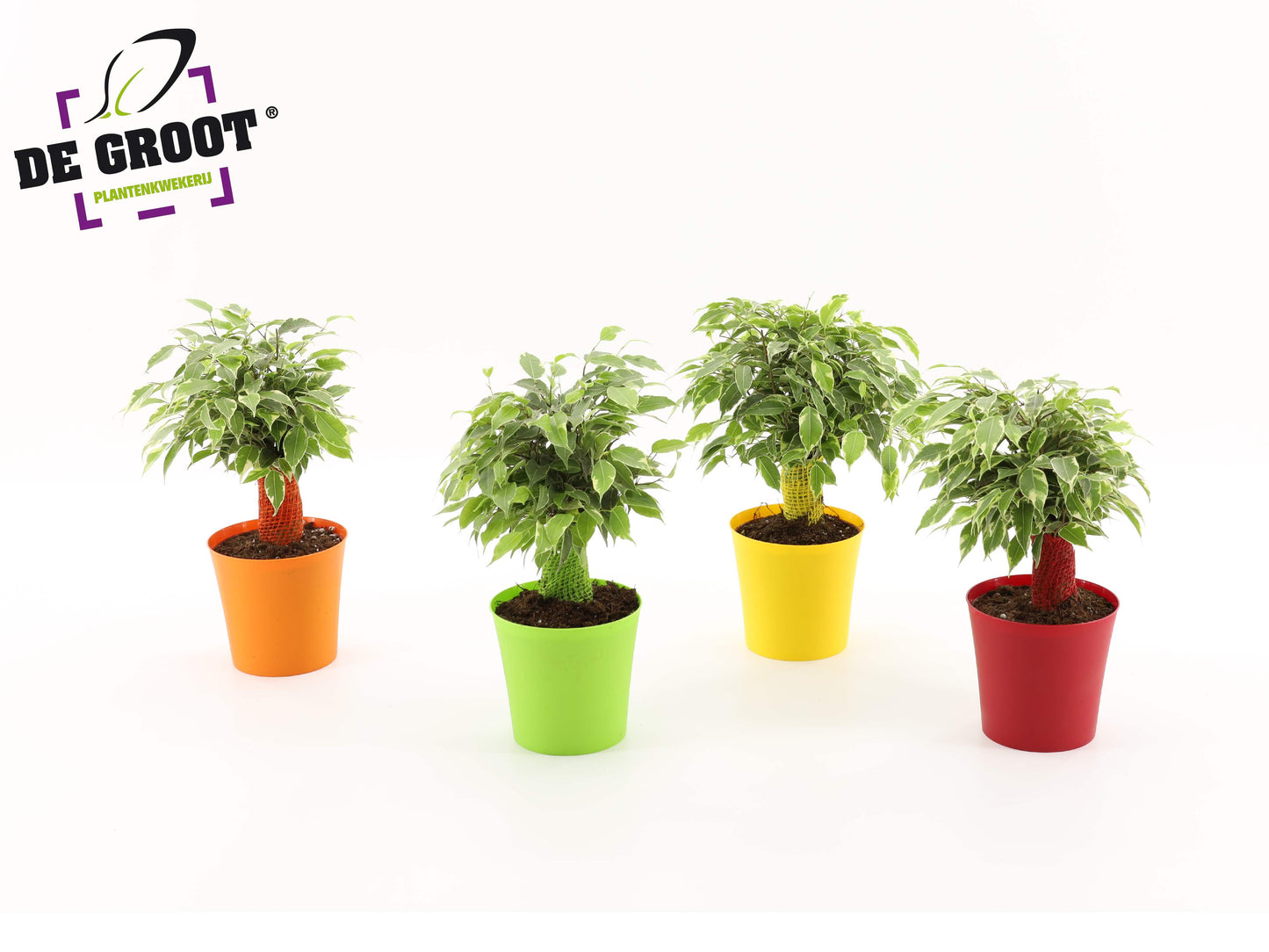 Ficus benjamina Kinky 28cm 12cm Pot