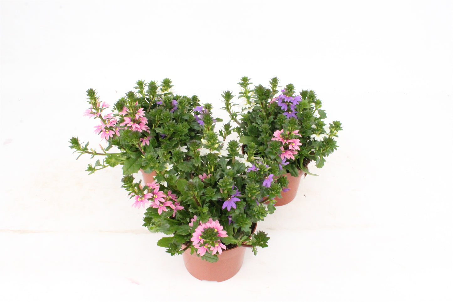 Scaevola trio 18cm 13cm Pot