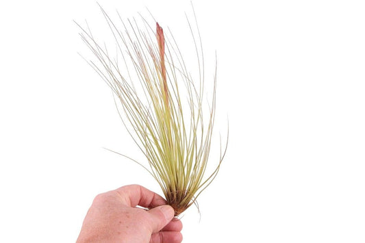 Tillandsia ionantha 20cm 999cm Pot