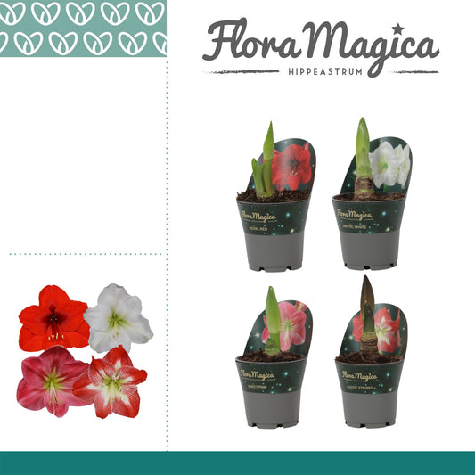 Hippeastrum 25cm 12cm Pot