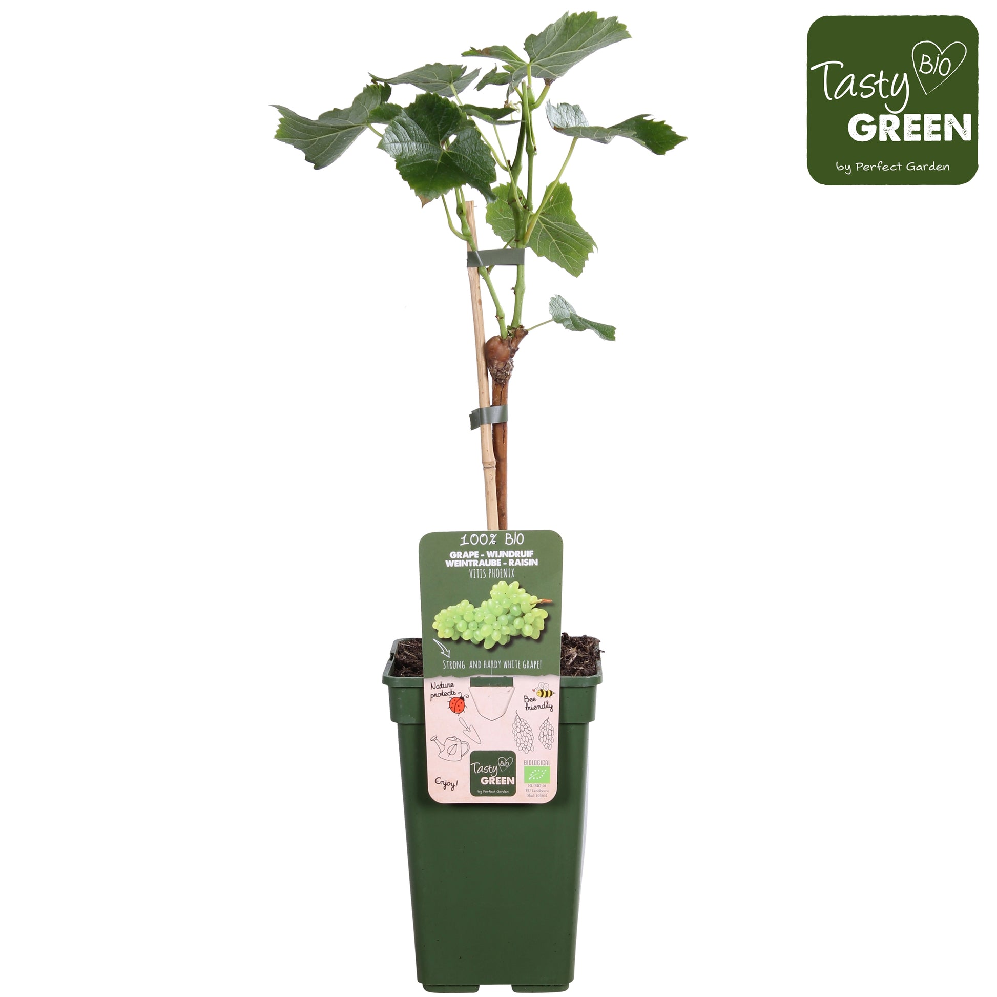 Vitis vinifera Phoenix 50cm 19cm Pot