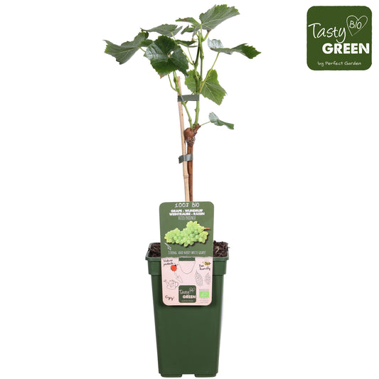Vitis vinifera Phoenix 50cm 19cm Pot