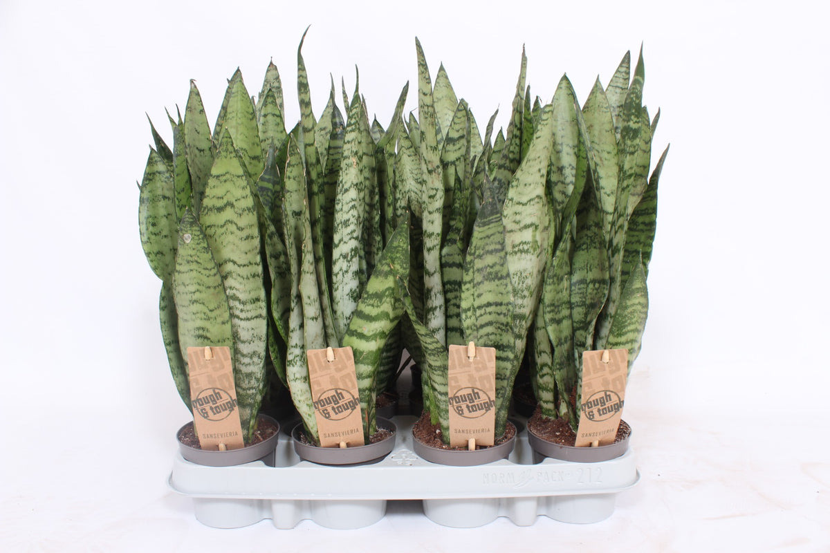 Sansevieria Zeylanica 30cm 9cm Pot